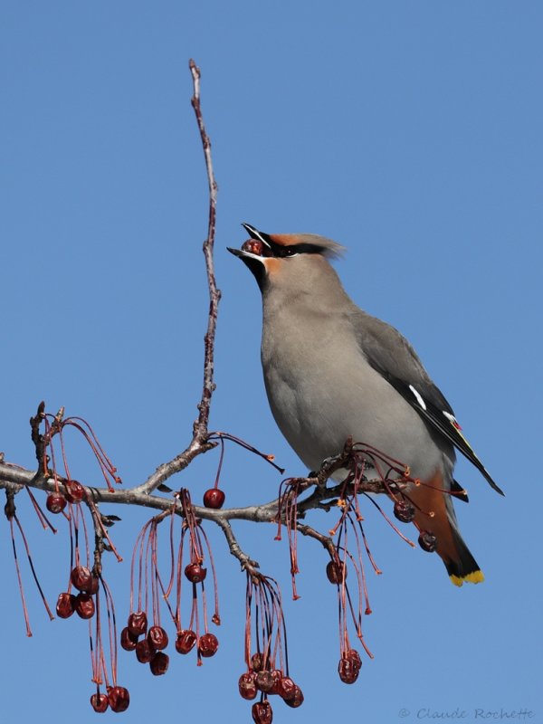 Jaseur boral / Bohemian Waxwing