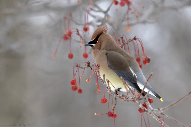 Jaseur d'Amrique /  Cedar Waxwing