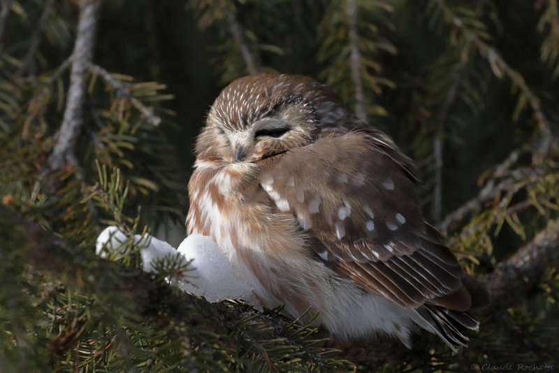 Petite nyctale / Northern Saw-whet Owl