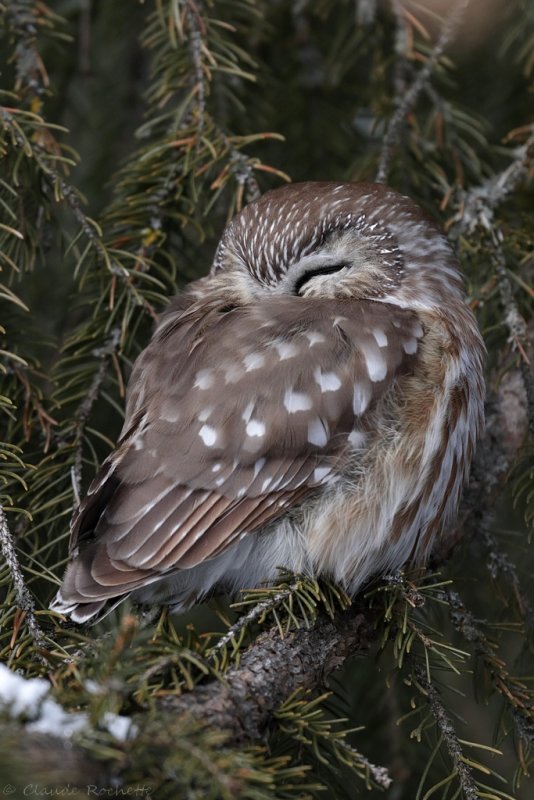 Petite nyctale / Northern Saw-whet Owl