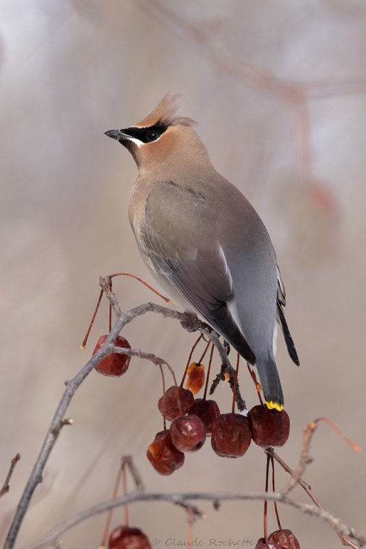 Jaseur d'Amrique /  Cedar Waxwing