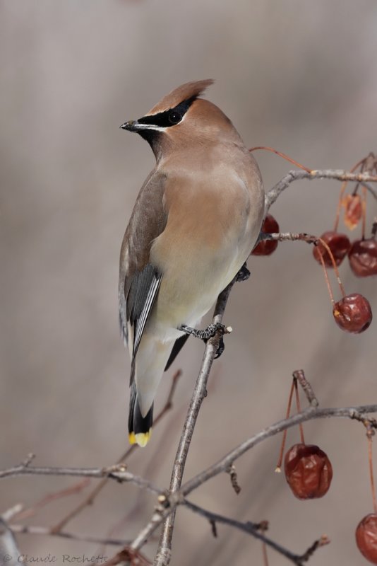 Jaseur d'Amérique / Cedar Waxwing