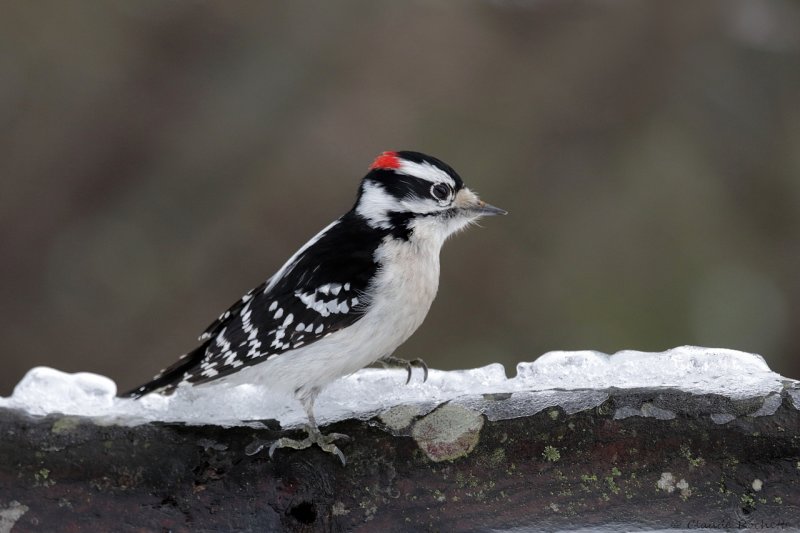 Pic mineur / Downy Woodpecker