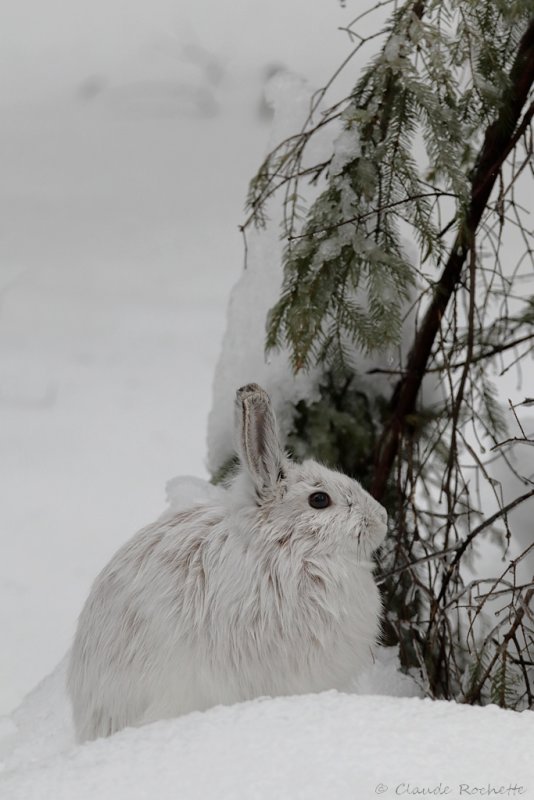 Lièvre d'Amérique / Snowshoe Hare