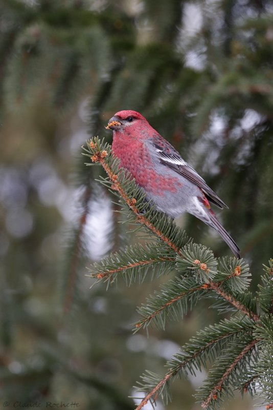 Durbec des sapins / Pine Grosbeak