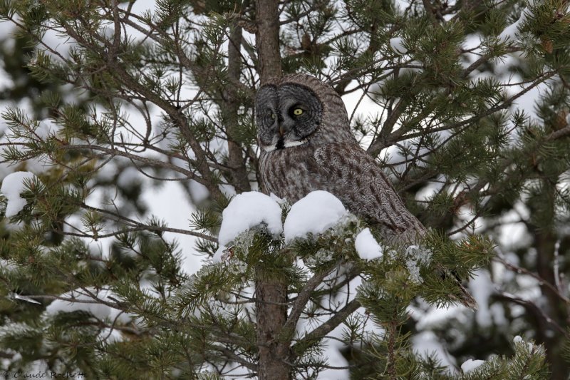 Chouette lapone / Great Gray Owl