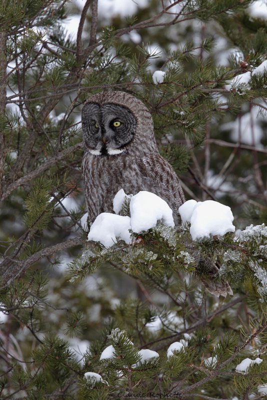 Chouette lapone / Great Gray Owl