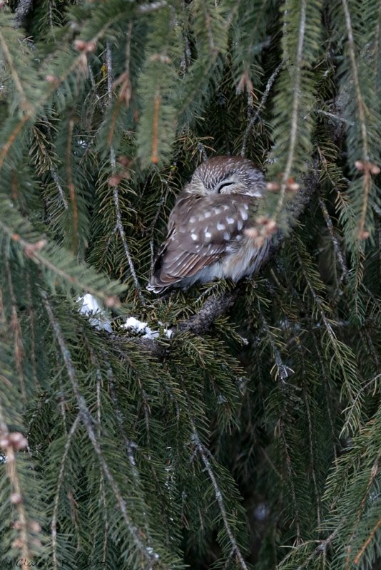 Petite nyctale / Northern Saw-whet Owl