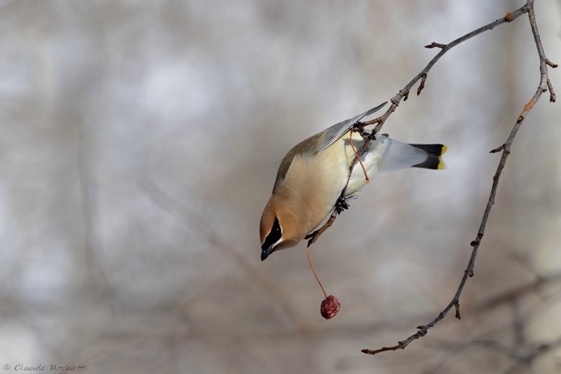 Jaseur d'Amérique / Cedar Waxwing