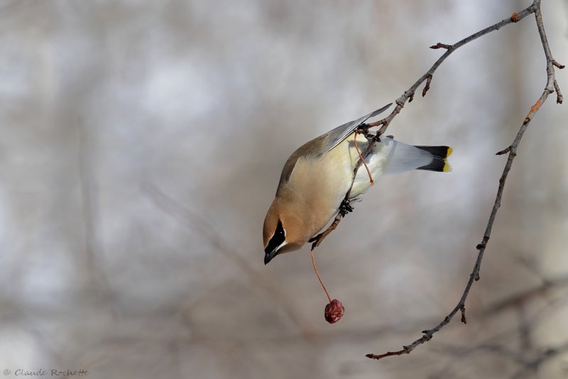 Jaseur d'Amrique / Cedar Waxwing