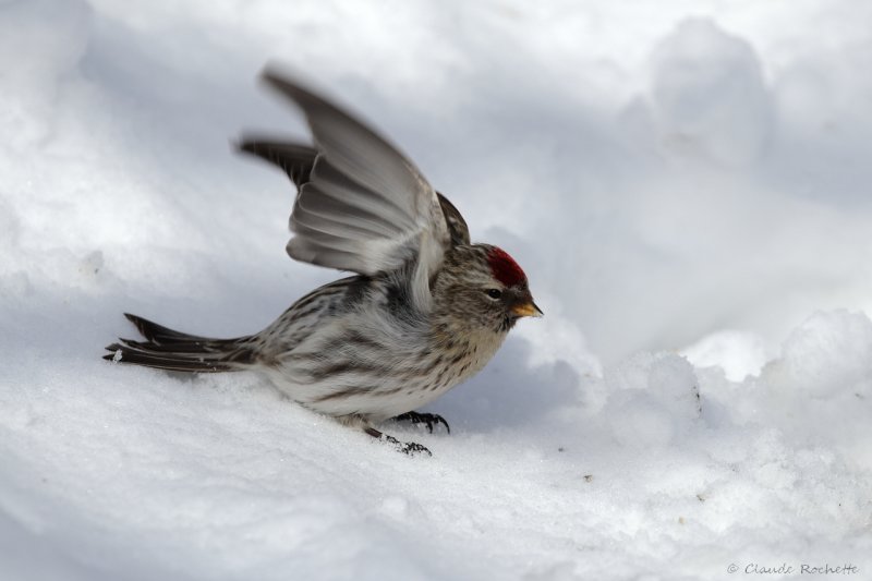 Sizerin flammé / Common Redpoll
