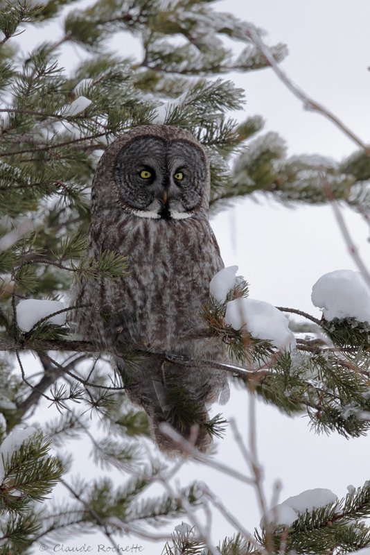 Chouette lapone / Great Gray Owl