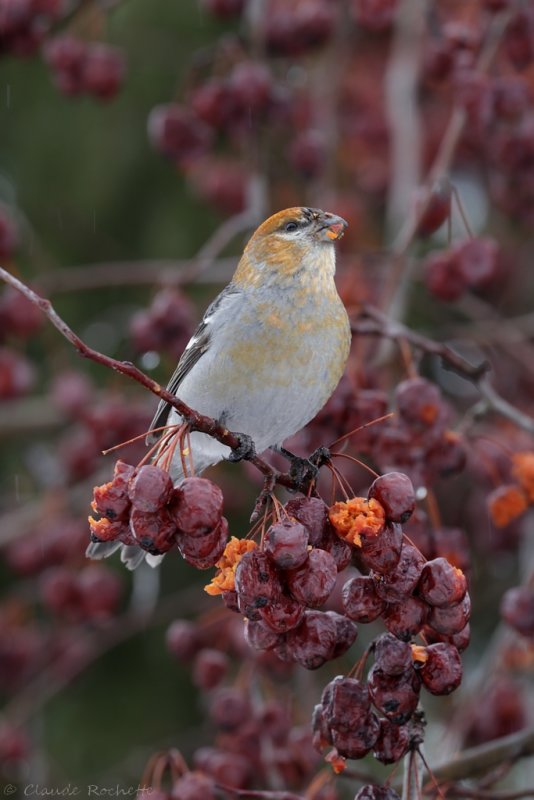 Durbec des sapins / Pine Grosbeak