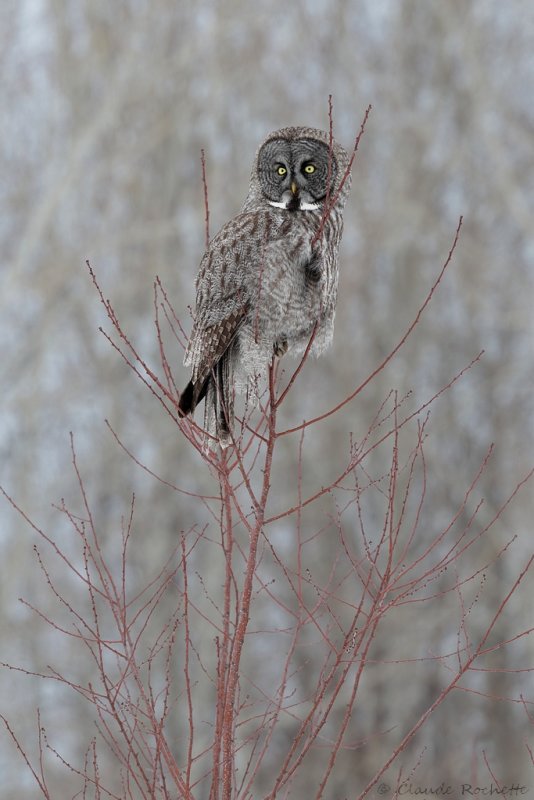 Chouette lapone / Great Gray Owl