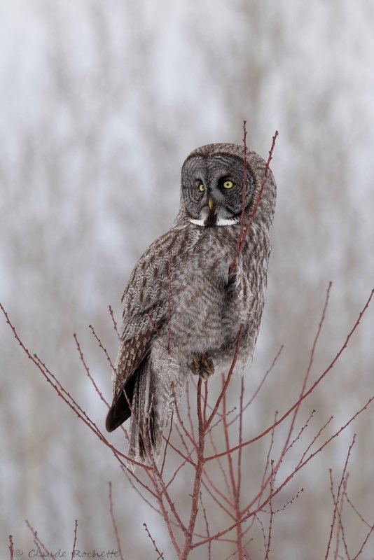 Chouette lapone / Great Gray Owl