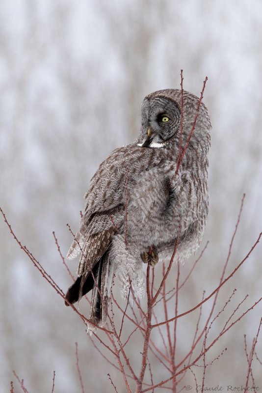 Chouette lapone / Great Gray Owl