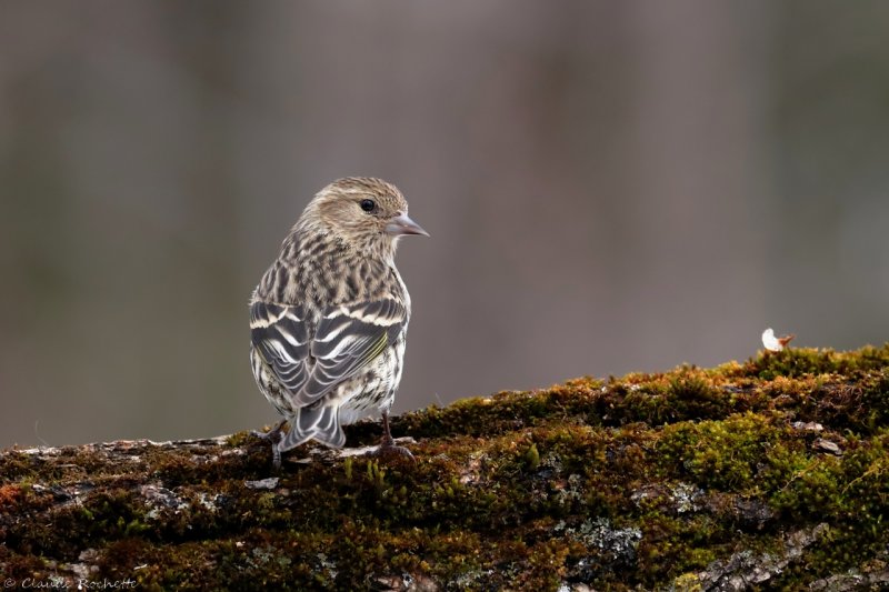 Tarin des pins/ Pine Siskin