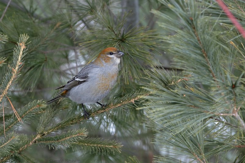 Durbec des sapins / Pine Grosbeak