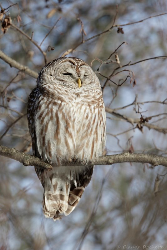 Chouette rayée / Barred Owl