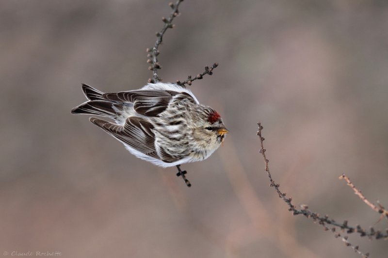 Sizerin blanchtre / Hoarey Redpoll