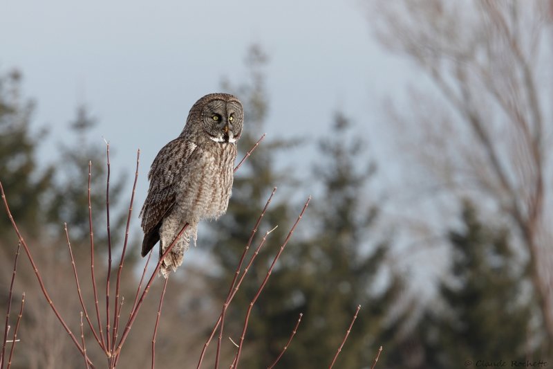 Chouette lapone / Great Gray Owl