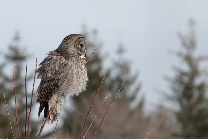 Chouette lapone / Great Gray Owl