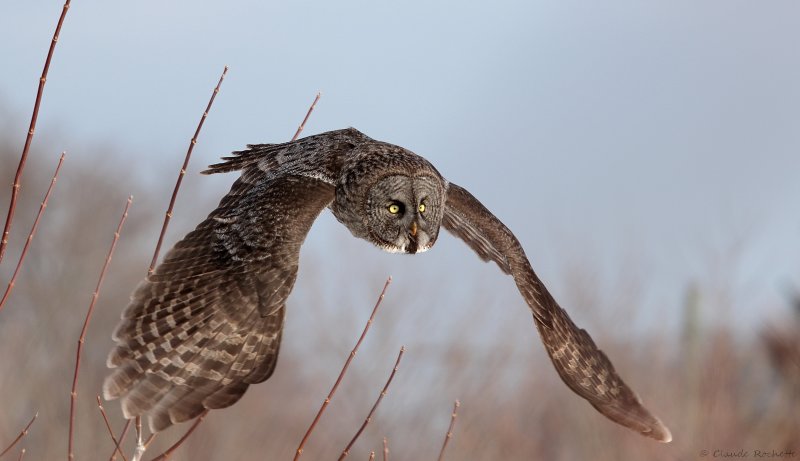 Chouette lapone / Great Gray Owl