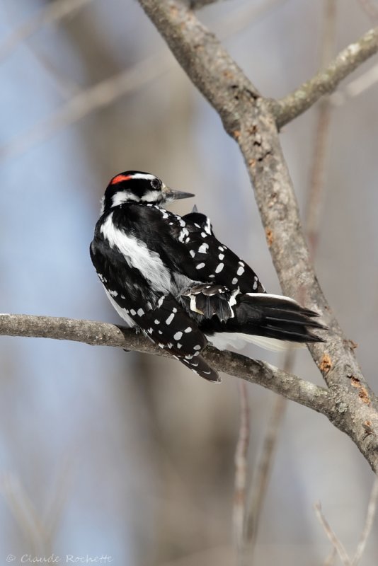 Pic chevelu / Hairy Woodpecker