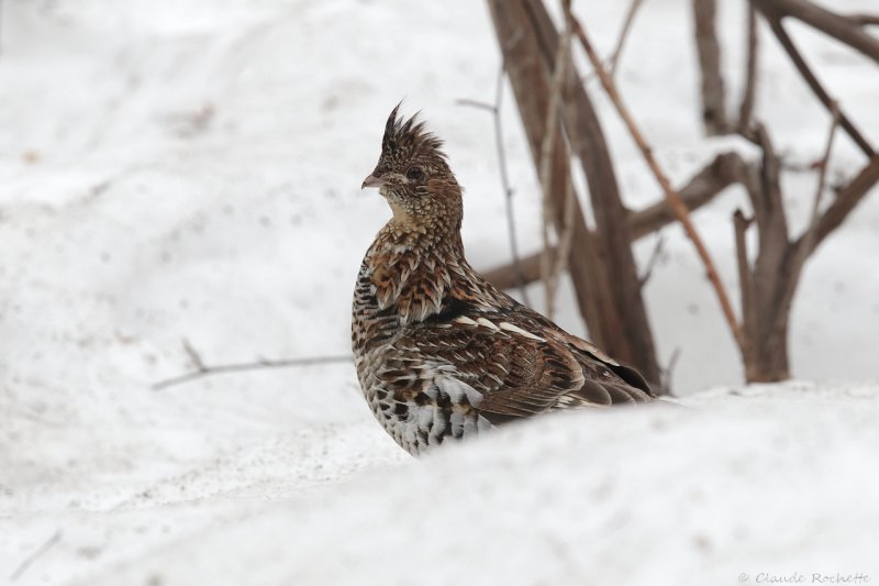 Gélinotte huppée / Ruffed Grouse