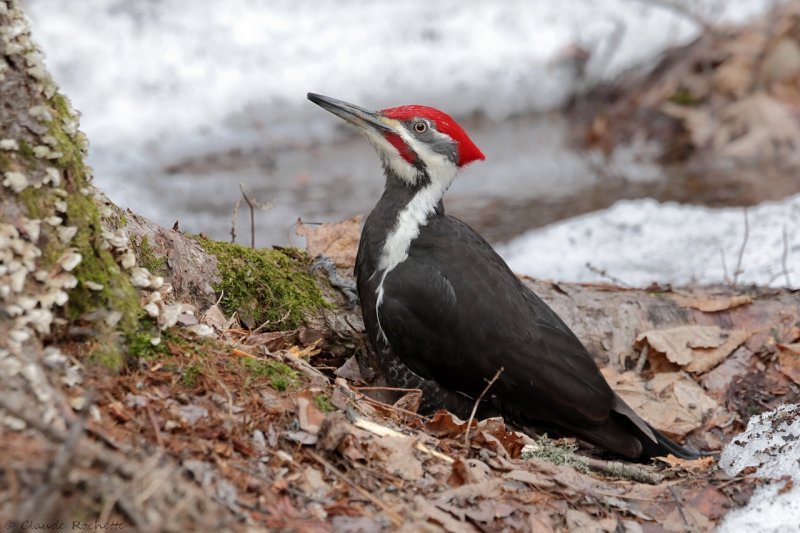 Grand pic / Pileated Woodpecker