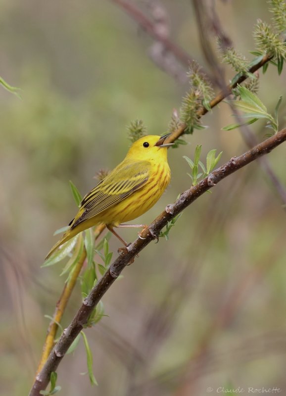 Paruline jaune / Yellow Warbler