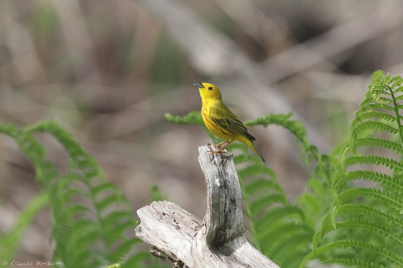 Paruline jaune / Yellow Warbler