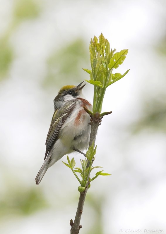 Paruline à flanc marron / Chestnut-sided Warbler