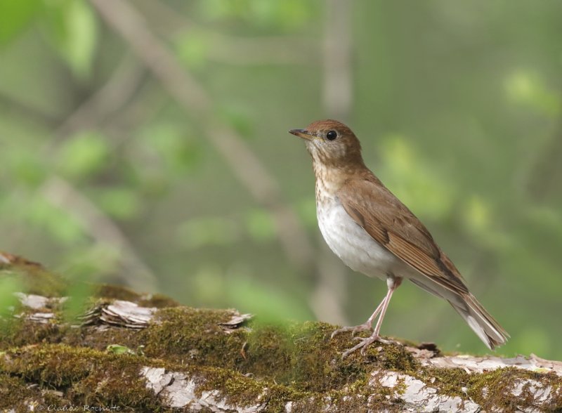 Grive fauve / Veery