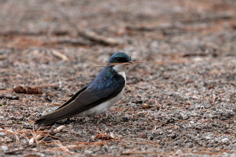 Hirondelle bicolore / Tree Swallow