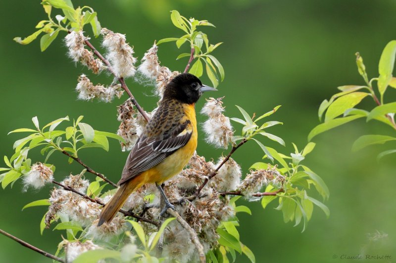 Oriole de Baltimore /  Baltimore Oriole