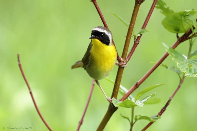 Paruline masque / Common Yellowthroat