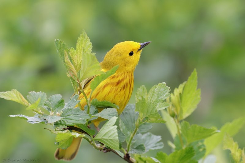 Paruline jaune / Yellow Warbler