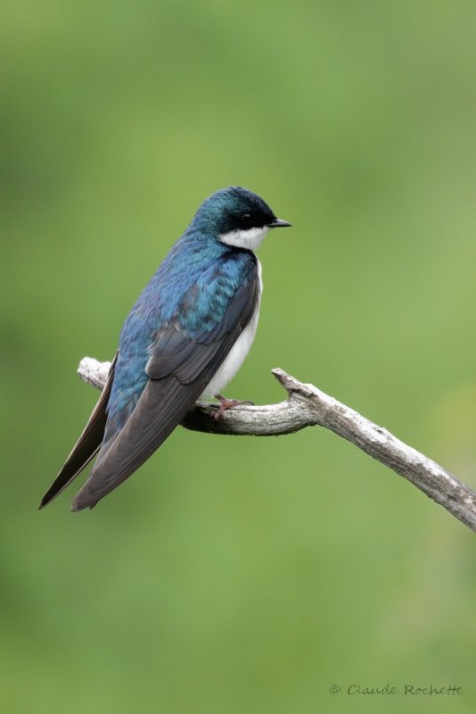 Hirondelle bicolore / Tree Swallow