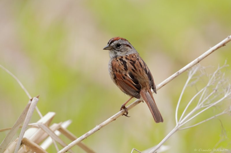 Bruant des marais / Swamp Sparrow