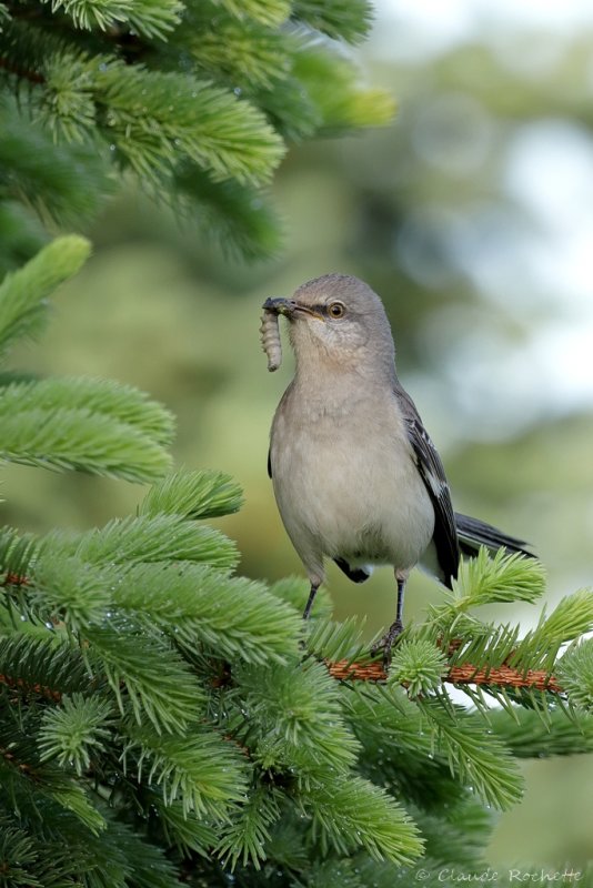 Moqueur polyglotte / Northern Mockingbird