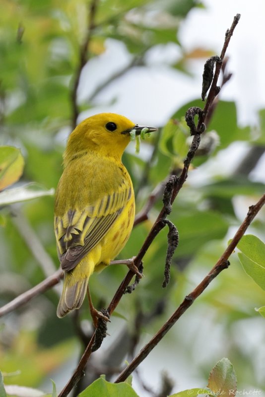 Paruline jaune / Yellow Warbler