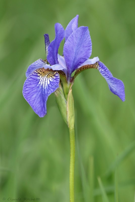 Iris versicolore / Iris versicolor