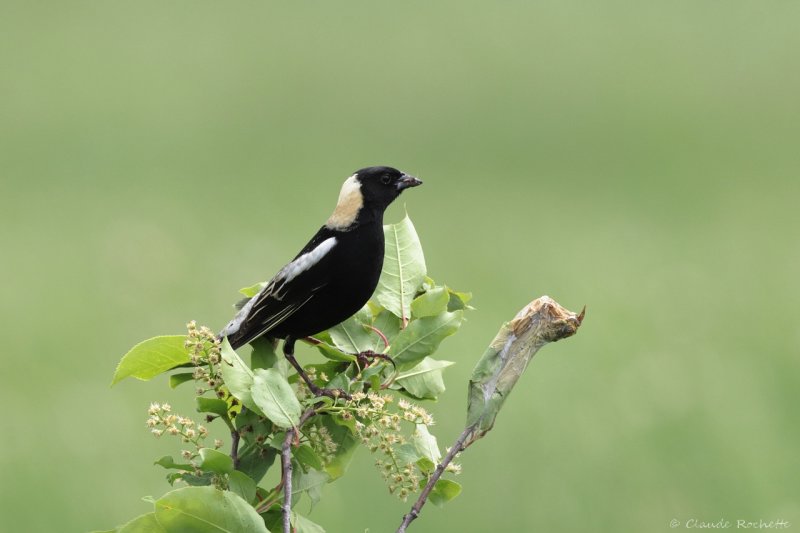 Goglu des prs / Bobolink