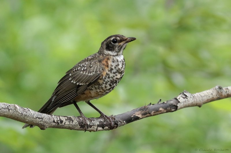 Merle d'Amrique / American Robin