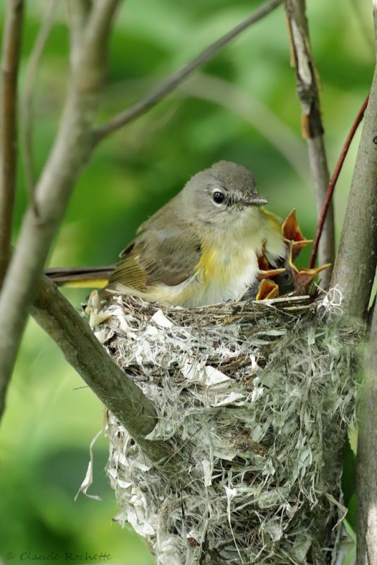 Paruline flamboyante / American Redstart