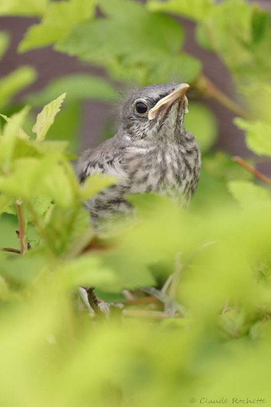 Moqueur polyglotte / Northern Mockingbird