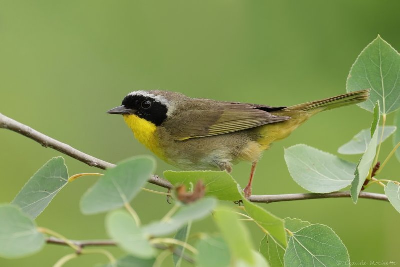 Paruline masque / Common Yellowthroat