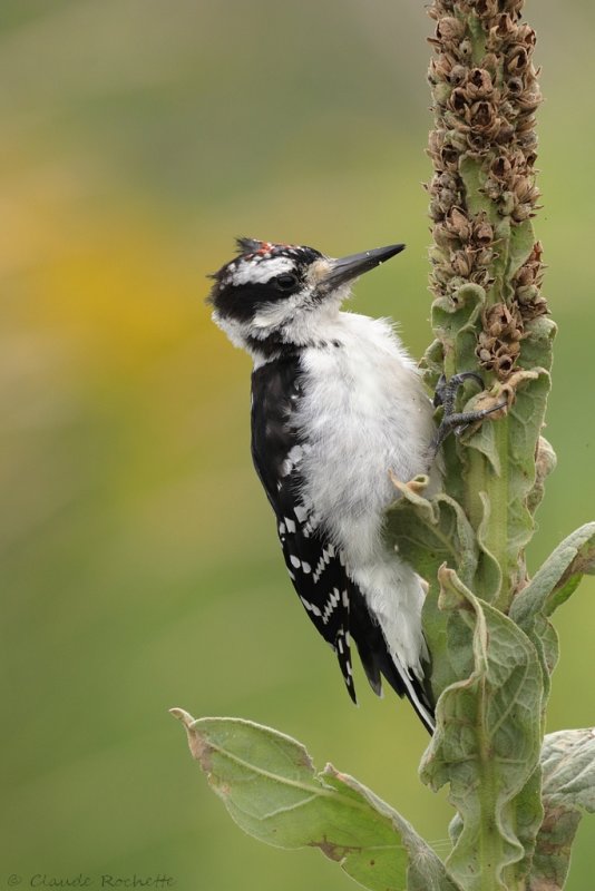 Pic chevelu / Hairy Woodpecker