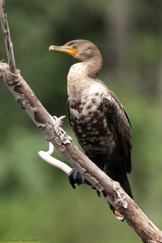 Cormoran  aigrette / Double-crested Cormorant